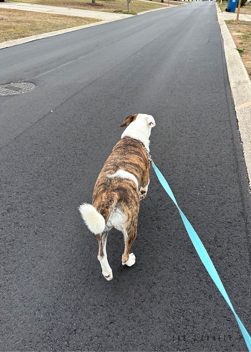 Dog walking down the street on a turquoise leash.