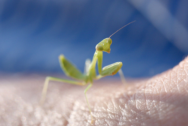 15 pictures of baby praying mantises, baby praying mantis