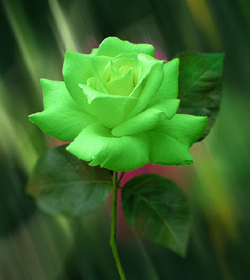 Green Roses, True Green Roses, Natural Green Roses.