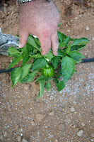 Sweet bell pepper