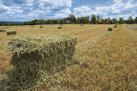 Field Curing of Hay