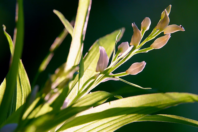 Cephalanthera longibracteata