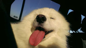 Cute dogs - part 3 (50 pics), fluffy dog sticks its tongue