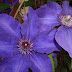 Clematis is in Bloom