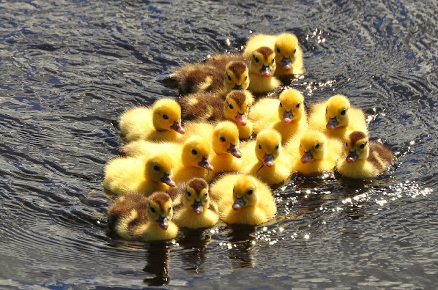 Cute Beautiful Baby Ducks HD Wallpaper Free