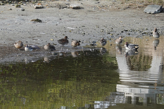 鳥取県米子市西町 湊山公園 清洞寺跡の池のマガモ