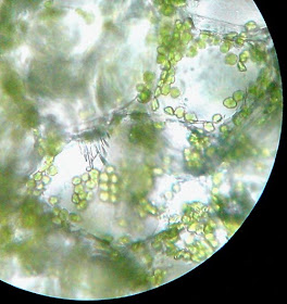 Chlorophyll in the Plant  Cells