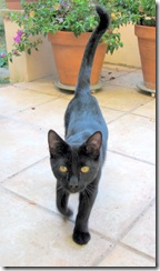 Le chat noir