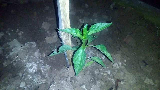 Citro Mduro Berkebun Cabe Organik