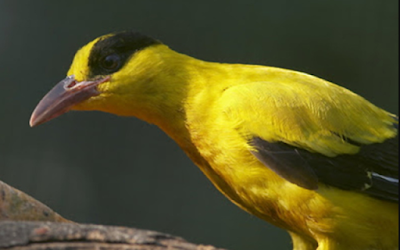 burung kepodang kapur