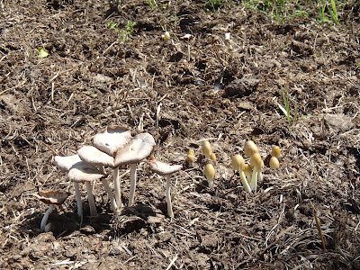 Grzyby na odchodach zwierzęcych, grzyby na końskich odchodach, grzyby na Mazurach, grzyby w Popielnie, kołpaczek blady Panaeolus semiovatus, gnojanka żółtawa Bolbitius vitellinus 