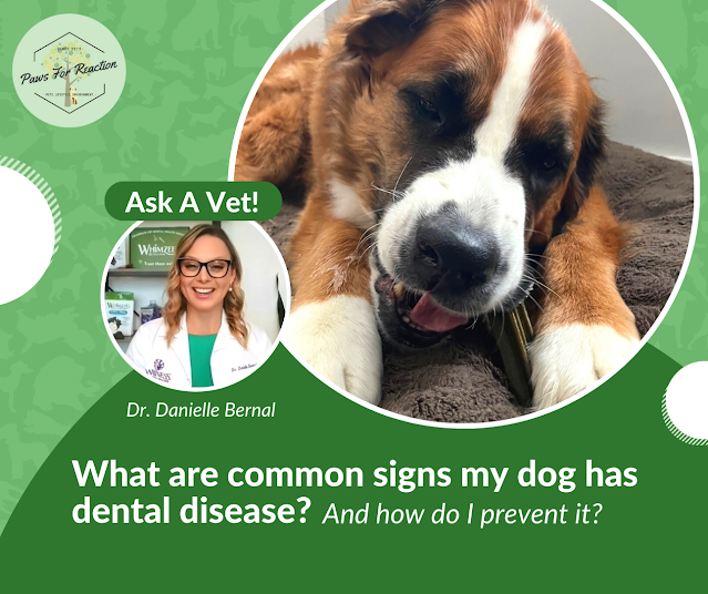 What are common signs my dog has dental disease?