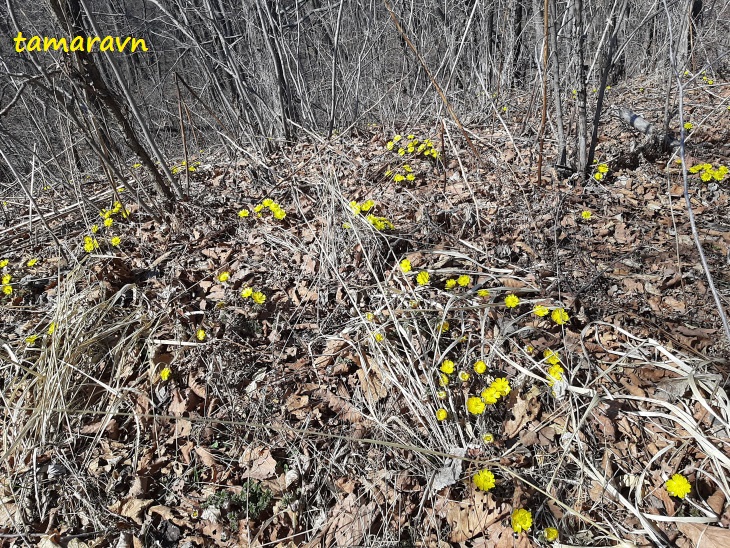 Адонис амурский (Adonis amurensis)