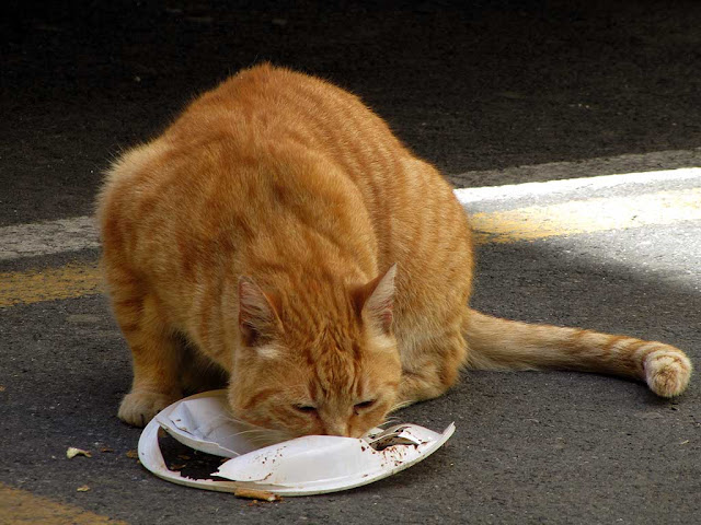 Gatto rosso, via delle Galere, Livorno