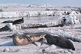 Foca de Weddell Leptonychotes weddelli