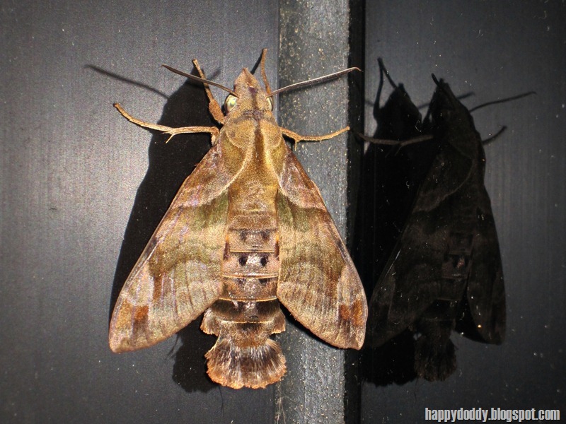 ngengat "hawk moth": Macroglossum sp.