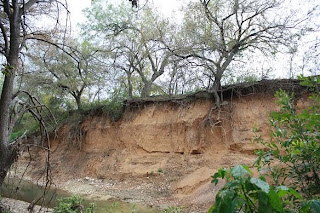 Trees on the Verge of Falling