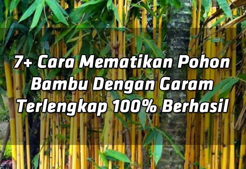 7-cara-mematikan-pohon bambu-dengan-garam-terlengkap-100-berhasil