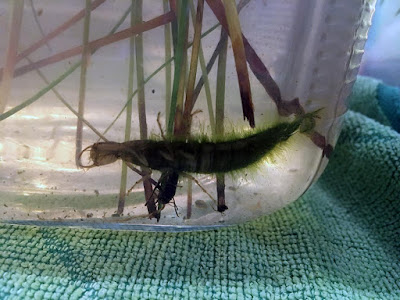 A weird, algae-furred beetle nymph, like a long segmented worm with six spidery legs at one end, massive curving pincers, and a tiny forked tail, lurking at the bottom of a glass jar with a few stems of grass and cattail.