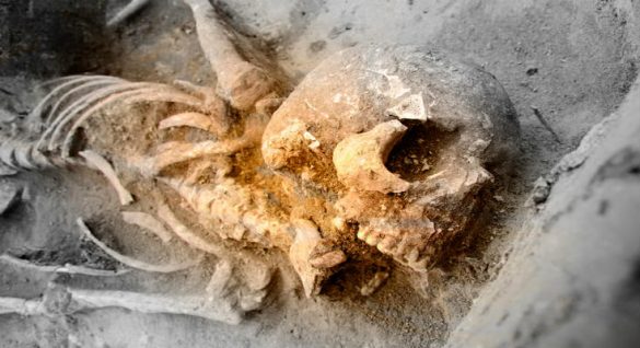 Ερευνητές καταλήγουν στο συμπέρασμα: Ένα άγνωστο είδος εκτρέφονταν με αρχαίους ανθρώπους