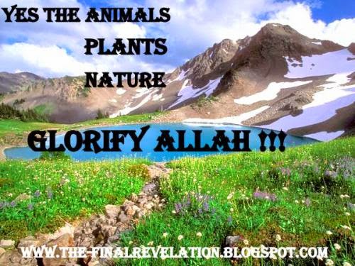 Yes The Animals Plants Nature Glorify Allah