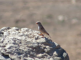 Trumpeter Finch - Fuerteventura