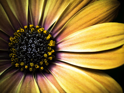 Flowers Normal Resolution Wallpaper 11