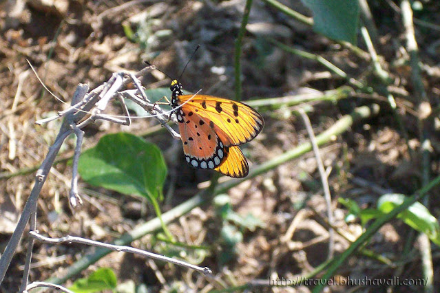 Monarch butterfly in Perugamani, Tamil Nadu, India