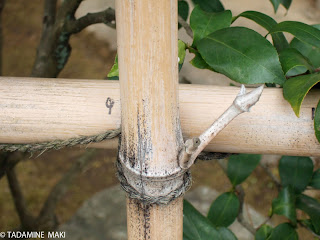 bamboo fence, Kyoto sightseeing