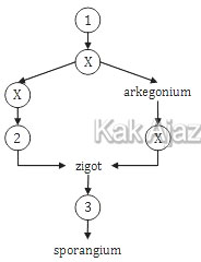 Skema daur hidup lumut berikut yang belum lengkap, gambar soal Biologi SMA-IPA UN 2011