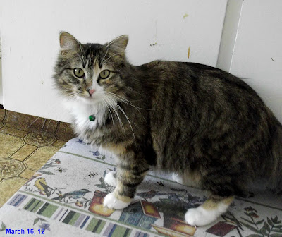 long haired cat 