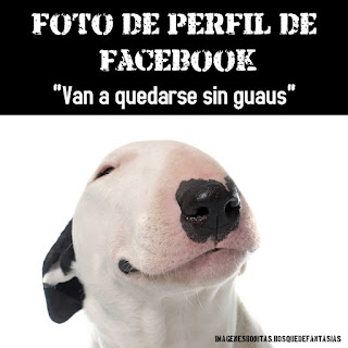 humor para facebook una foto de perro para tu perfil 