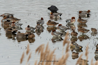 Naturfotografie Wildlifefotografie Lippeaue Olaf Kerber