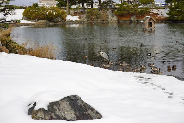 鳥取県米子市西町 湊山公園 池のマガモとアオサギとキンクロハジロ