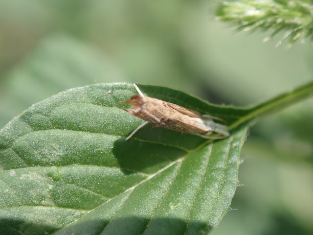 Parapediasia teterrellus