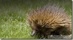 Echidna_bing