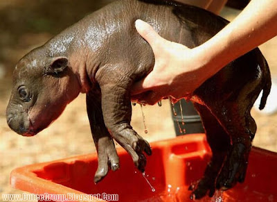 Baby Pygmy Hippo