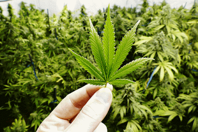 Antibióticos em potencial na maconha é descoberto por cientistas canadenses