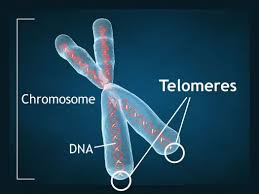 Landmark Study 2 Shaklee : Telomeres.