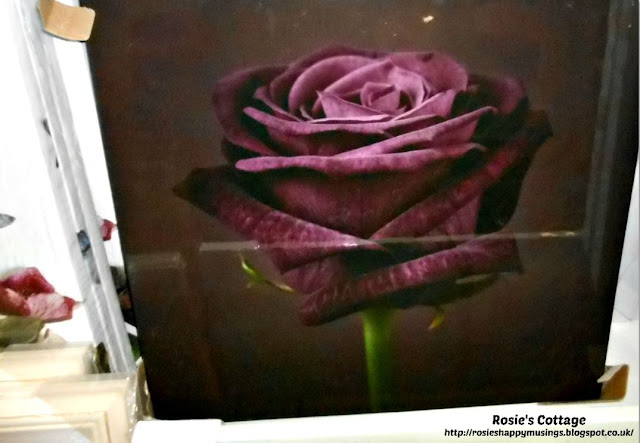 Stunning Purple Rose Canvas