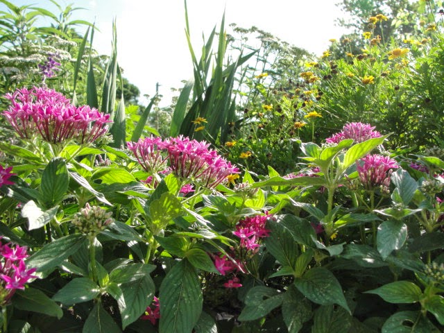 Central Florida Landscape Plants