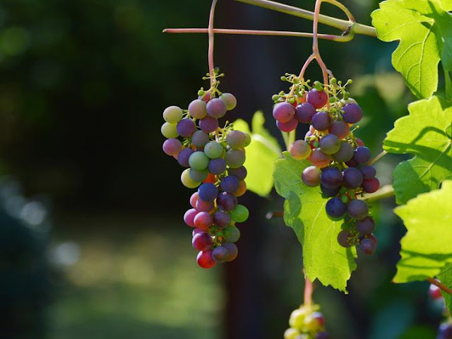 Celebrar el Día Mundial del Malbec con el mejor vino