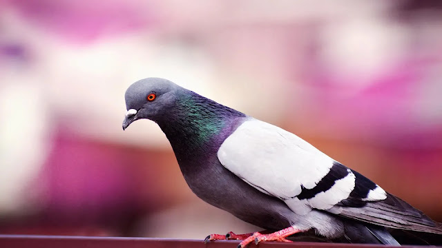 Pigeon