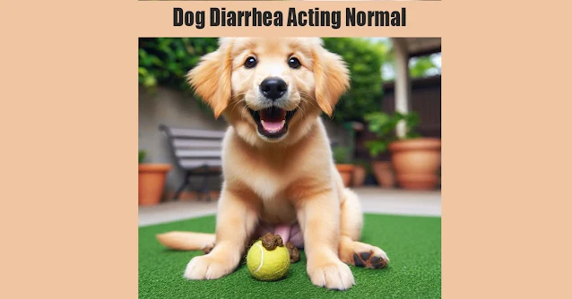 Dog diarrhea