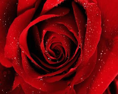 red valentines day roses by cool wallpapers at cool wallpapers and wallpaper