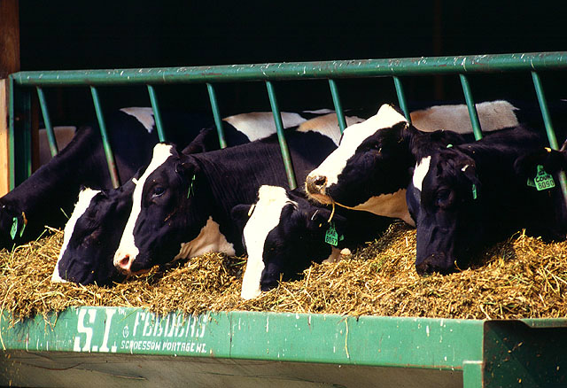 Holstein Dairy Cows