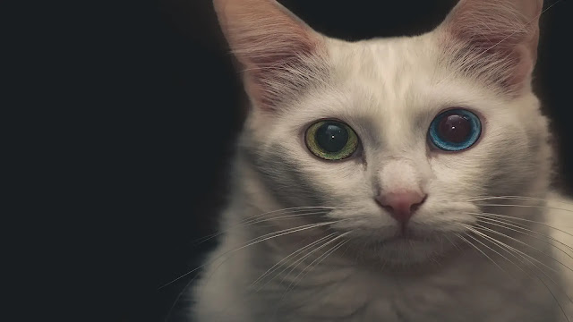 Cat third eyelid
