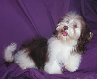 Havanese