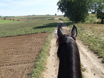 konie, jazda konna w terenie, grzyby 2018, grzyby w sierpniu, grzyby w okolicach Krakowa