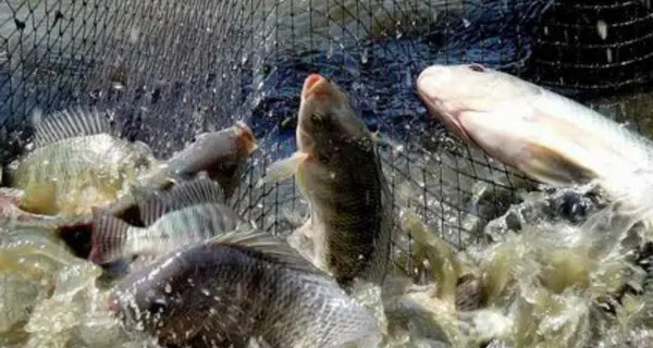 Budidaya Ikan Nila di Kolam Terpal Tanpa Aerator